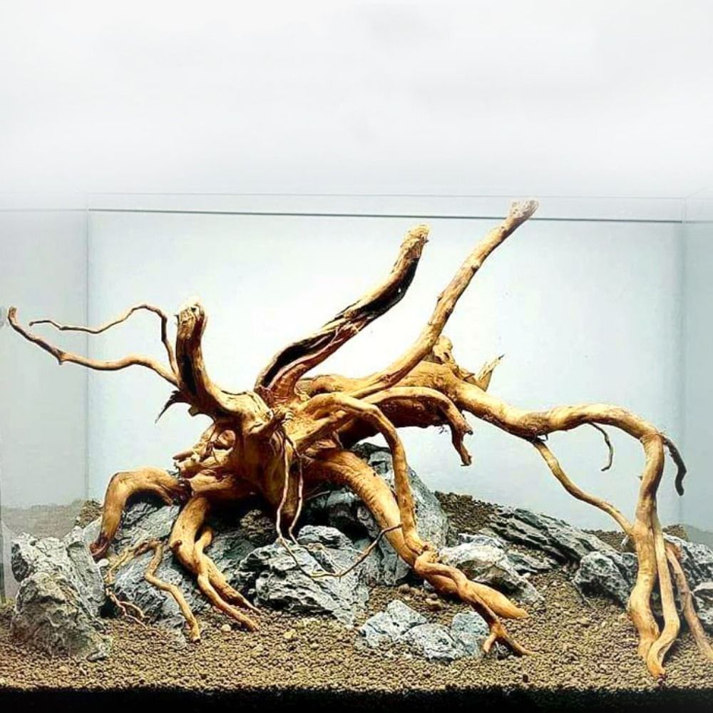 Aquarium Driftwood - 20-25CM 대형 수족관 유목 자연식물 장식