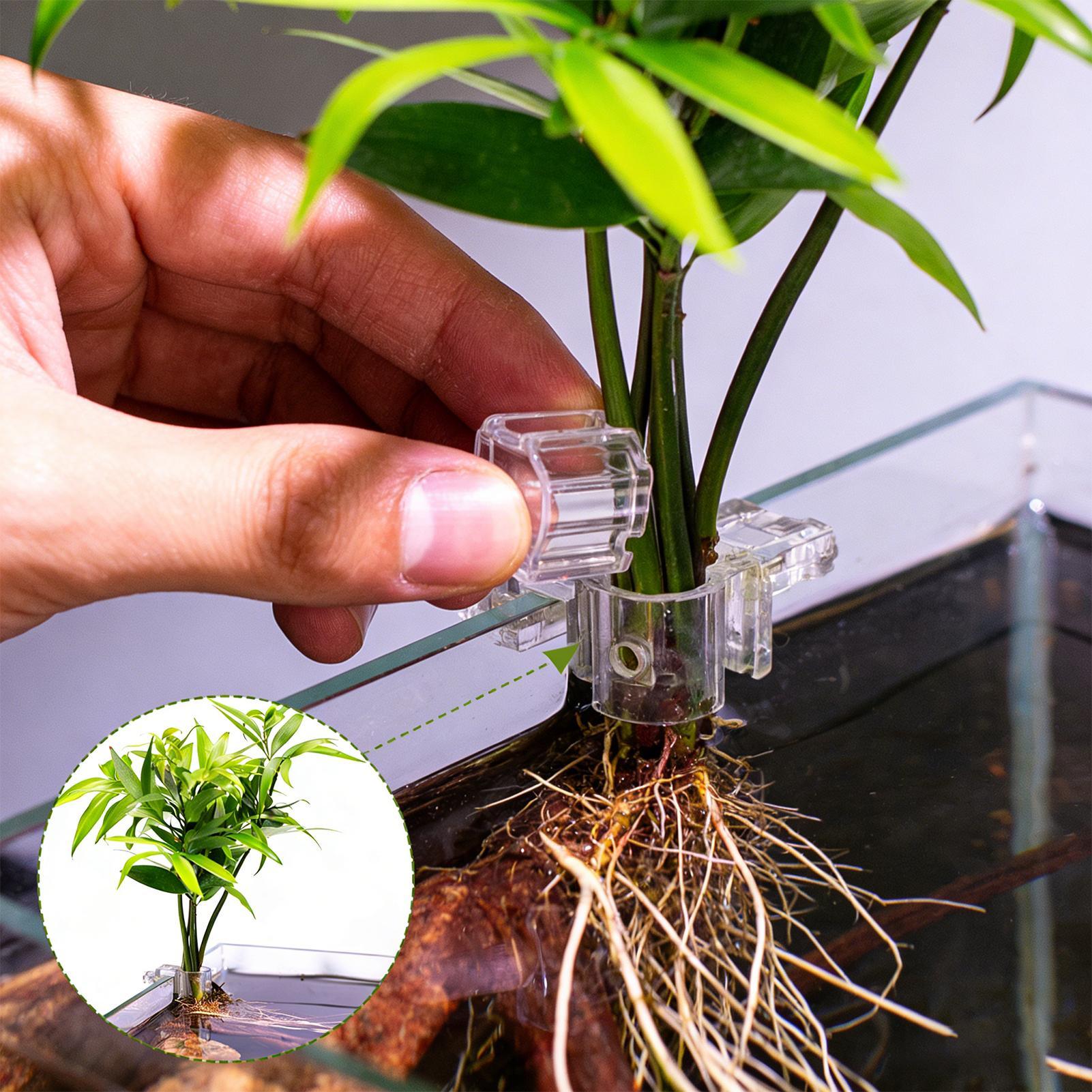 Aquarium Plants Live - 6pcs 수족관 식물 홀더 투명 식물