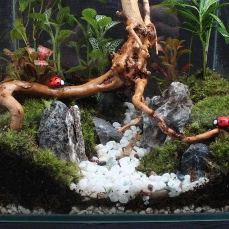 천연 나무 줄기 유목 수족관 어항, 파충류 실린더 뿌리 - Live Plant Aquarium 리뷰 및 가격