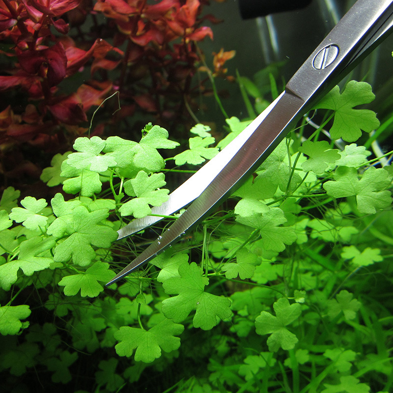 수족관 액세서리 하드 스테인레스 스틸 수족관 도구 가위 - Planted Aquarium Cleaning 리뷰 및 가격