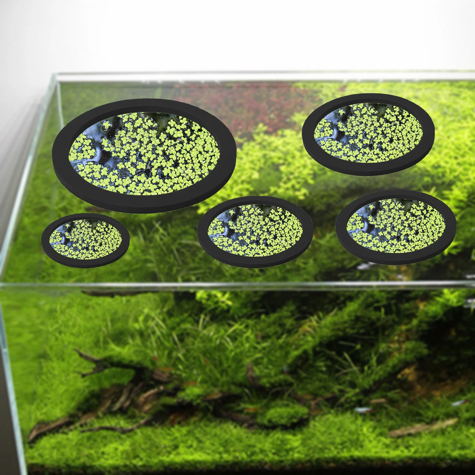 EVA 물고기 먹이 고리 수족관 플로팅 식물, 코랄 어 - Planted Tank 리뷰 및 가격