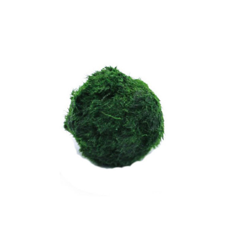 마리모 이끼 공 생물 수족관 식물 조류 물고기 새우 탱 - Live Plant Aquarium 리뷰 및 가격