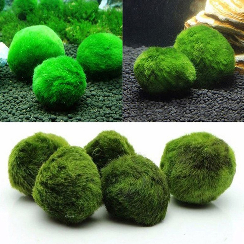 마리모 이끼 공 생물 수족관 식물 조류 물고기 새우 탱 - Live Plant Aquarium 리뷰 및 가격