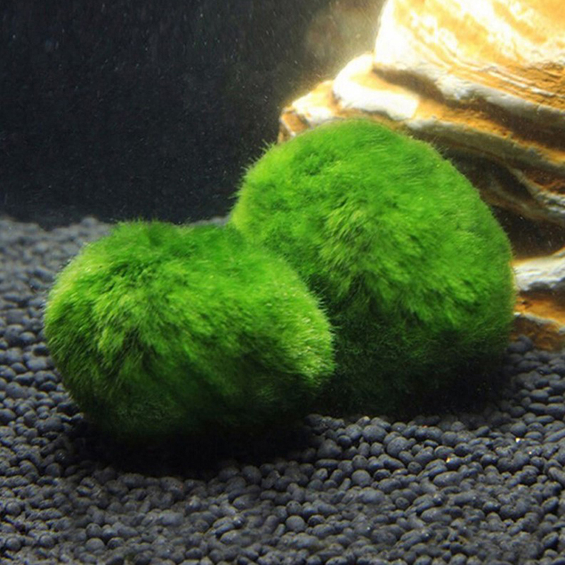 마리모 이끼 공 생물 수족관 식물 조류 물고기 새우 탱 - Live Plant Aquarium 리뷰 및 가격