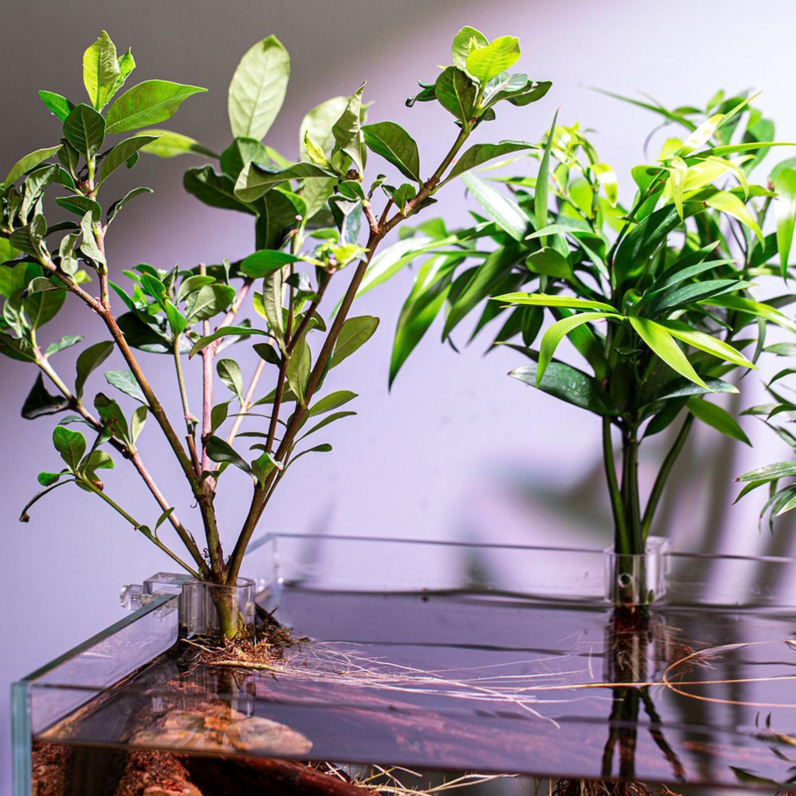 6pcs 수족관 식물 홀더 투명 식물 재배 브래킷 물고 - Aquarium Plants Live 리뷰 및 가격