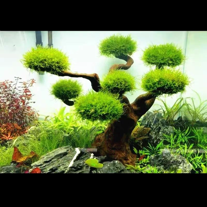 수족관 유목 조경 장식, 어항 목재 DIY 장식, DI - Aquarium Plant Substrate 리뷰 및 가격