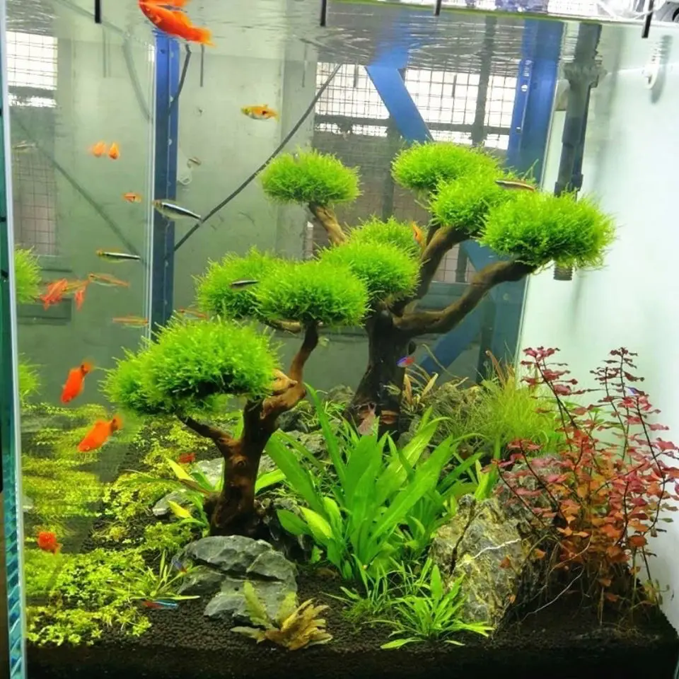수족관 유목 조경 장식, 어항 목재 DIY 장식, DI - Aquarium Plant Substrate 리뷰 및 가격